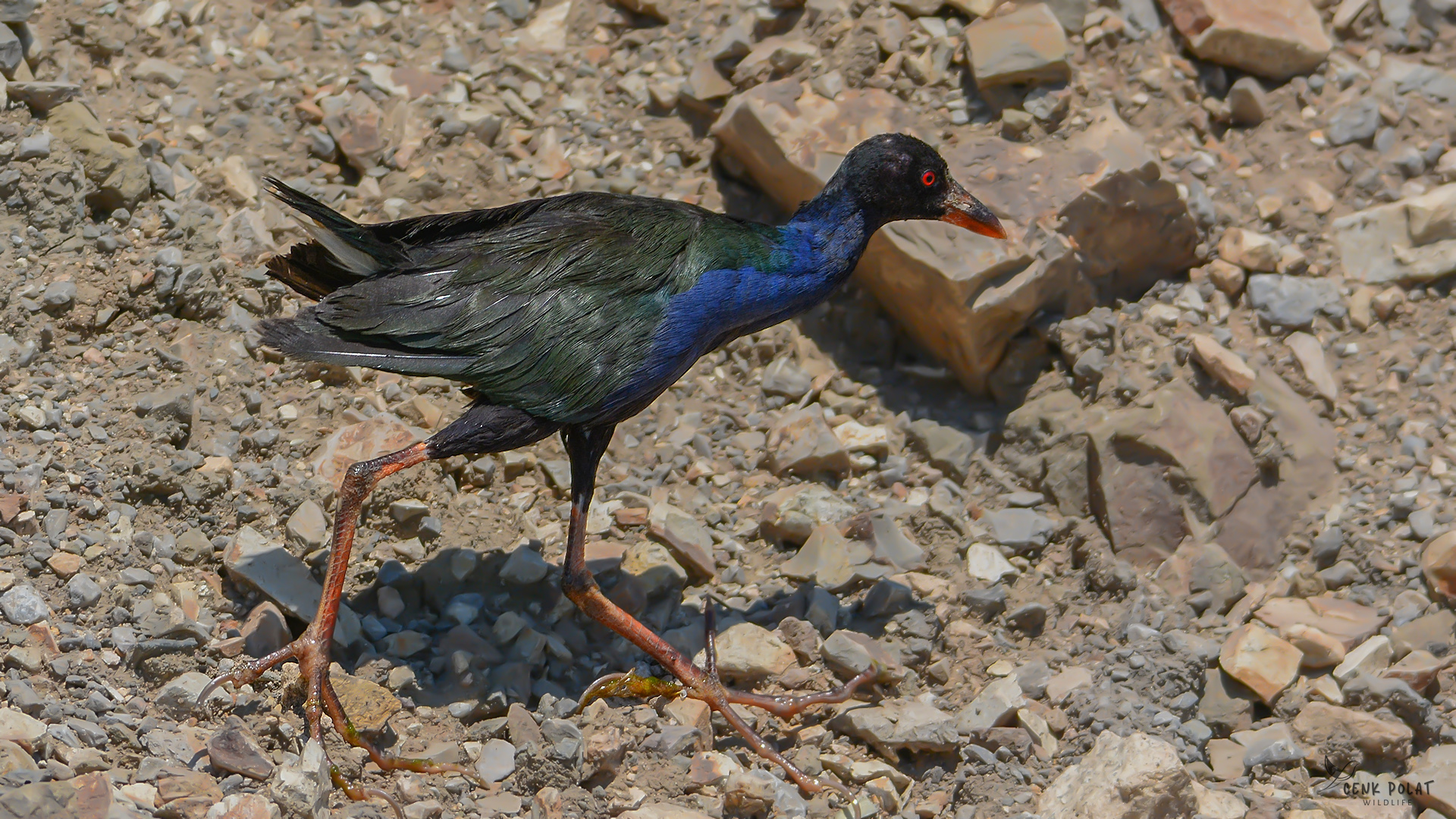 Allen's Gallinule